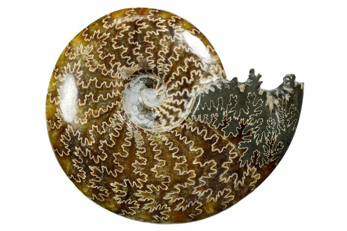 Polished Ammonite (Cleoniceras) Fossil - Madagascar #352361